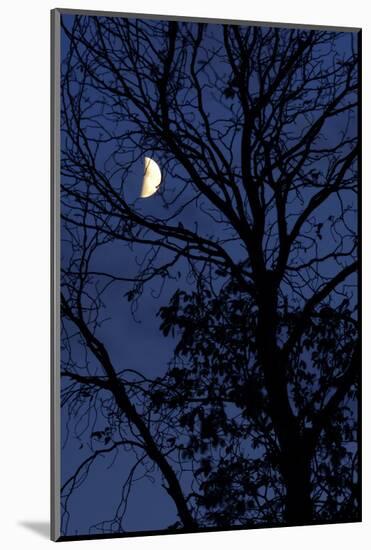 Tree, Moon, at Night, Detail-Herbert Kehrer-Mounted Photographic Print