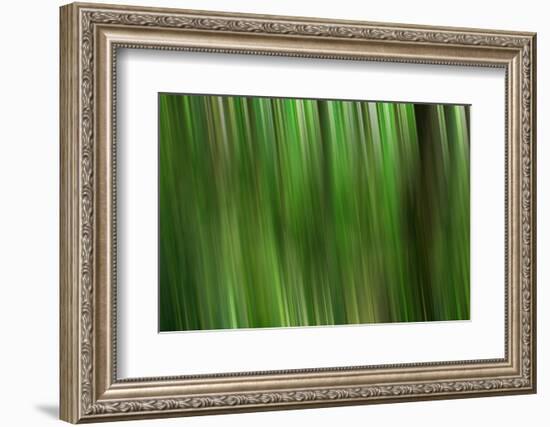 Tree motion-Savanah Plank-Framed Photo