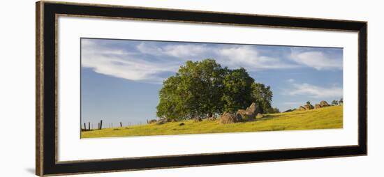 Tree Near Jamestown, California, Usa-Rainer Mirau-Framed Photographic Print