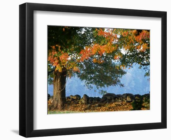 Tree Next to Stone Wall, Autumn, New England-Gary D^ Ercole-Framed Photographic Print
