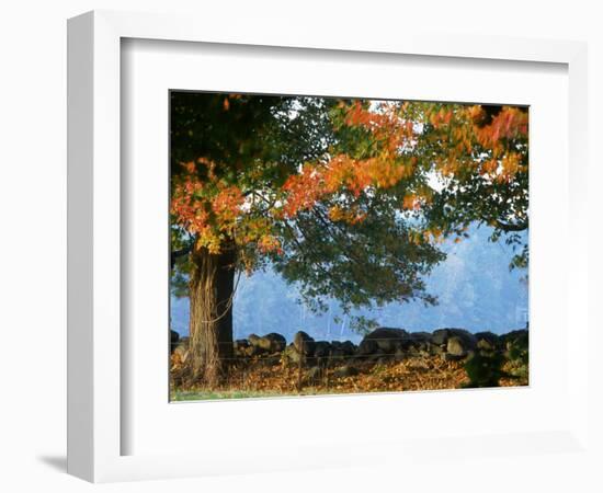 Tree Next to Stone Wall, Autumn, New England-Gary D^ Ercole-Framed Photographic Print