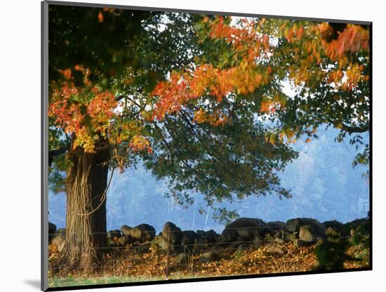 Tree Next to Stone Wall, Autumn, New England-Gary D^ Ercole-Mounted Photographic Print