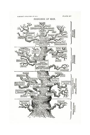tree of life from the evolution of man giclee print by ernst haeckel evolution of man