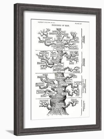 Tree of Life from the Evolution of Man-Ernst Haeckel-Framed Giclee Print