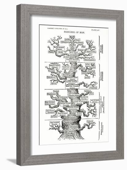 Tree of Life from the Evolution of Man-Ernst Haeckel-Framed Giclee Print