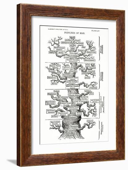 Tree of Life from the Evolution of Man-Ernst Haeckel-Framed Giclee Print