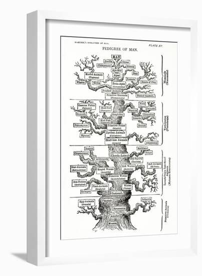 Tree of Life from the Evolution of Man-Ernst Haeckel-Framed Giclee Print