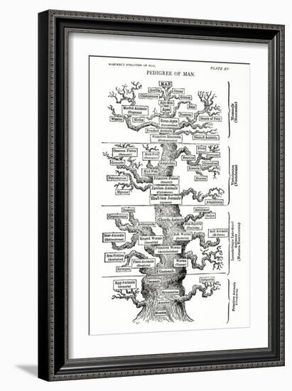 Tree of Life from the Evolution of Man-Ernst Haeckel-Framed Giclee Print