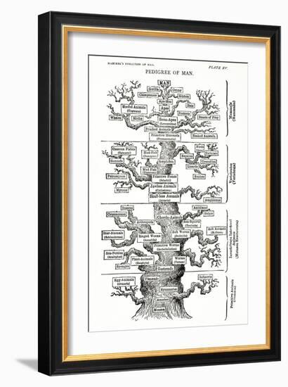 Tree of Life from the Evolution of Man-Ernst Haeckel-Framed Giclee Print