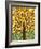 Tree of Life - Yellow-Kerri Ambrosino-Framed Giclee Print