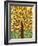 Tree of Life - Yellow-Kerri Ambrosino-Framed Giclee Print