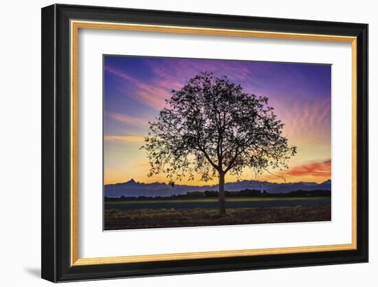 Tree of Life-Paolo De Faveri-Framed Giclee Print