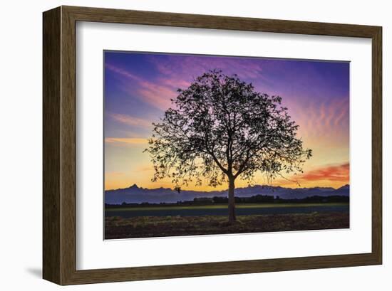 Tree of Life-Paolo De Faveri-Framed Giclee Print