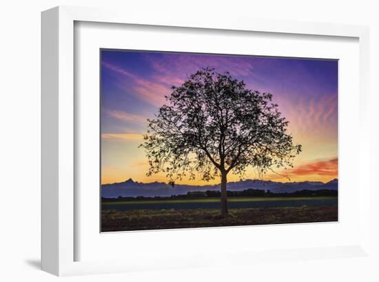 Tree of Life-Paolo De Faveri-Framed Giclee Print