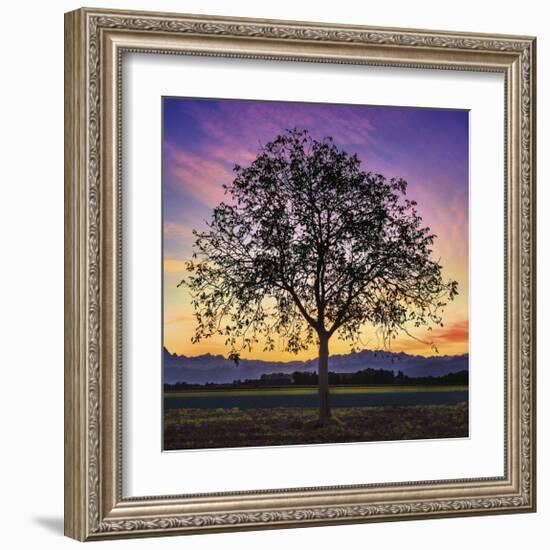 Tree of Life-Paolo DeFaveri-Framed Giclee Print