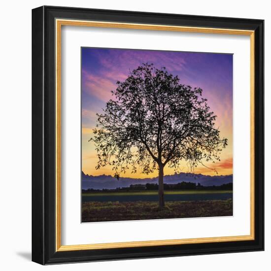 Tree of Life-Paolo DeFaveri-Framed Giclee Print