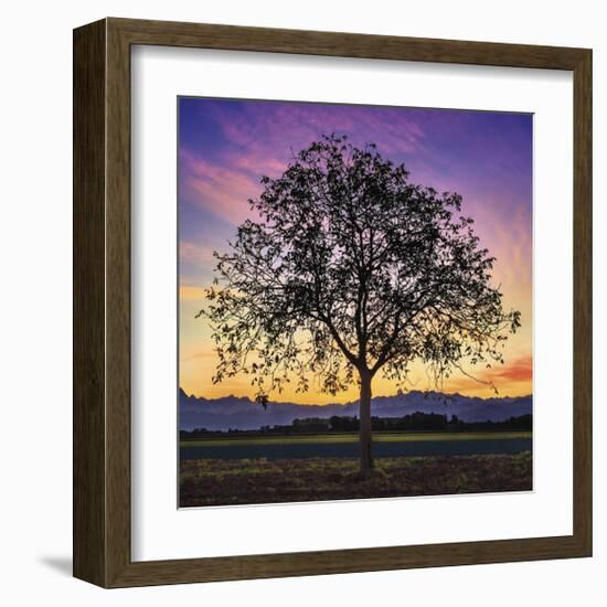 Tree of Life-Paolo DeFaveri-Framed Giclee Print