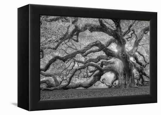 Tree of Light BW FL-Moises Levy-Framed Premier Image Canvas