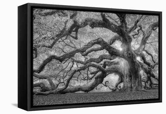 Tree of Light BW FL-Moises Levy-Framed Premier Image Canvas