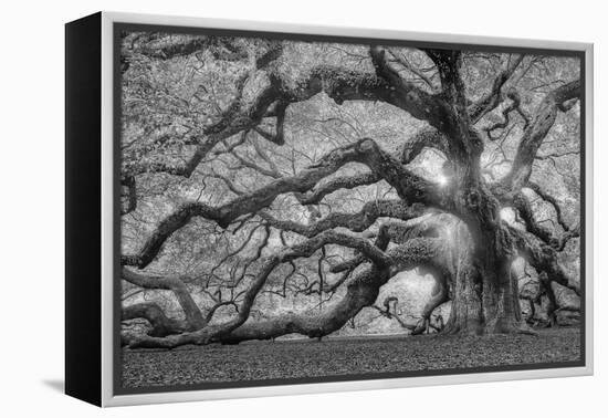 Tree of Light BW FL-Moises Levy-Framed Premier Image Canvas