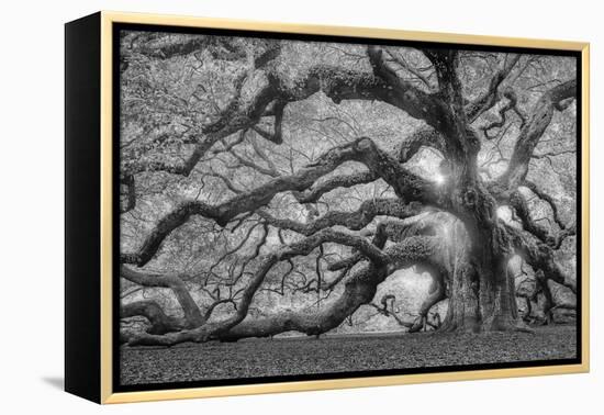 Tree of Light BW FL-Moises Levy-Framed Premier Image Canvas