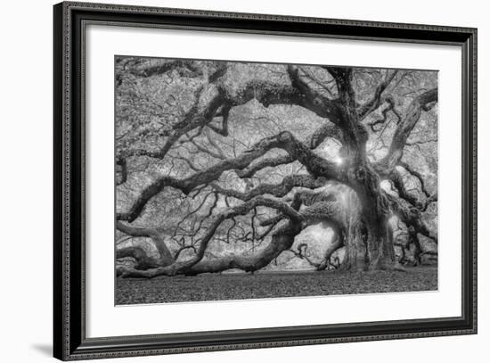 Tree of Light BW FL-Moises Levy-Framed Photographic Print