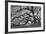 Tree of Light BW FL-Moises Levy-Framed Photographic Print