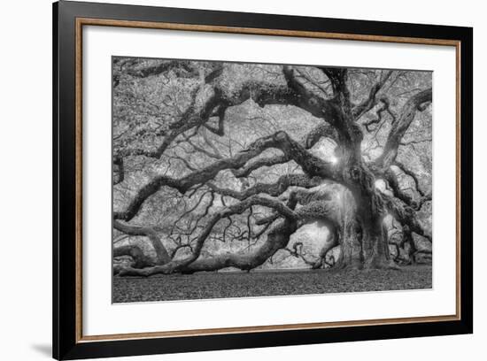 Tree of Light BW FL-Moises Levy-Framed Photographic Print