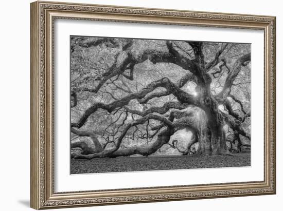 Tree of Light BW FL-Moises Levy-Framed Photographic Print