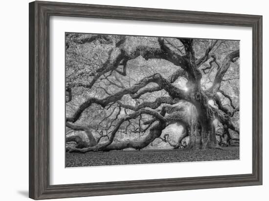 Tree of Light BW FL-Moises Levy-Framed Photographic Print