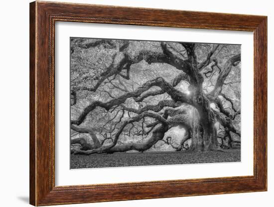 Tree of Light BW FL-Moises Levy-Framed Photographic Print