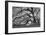 Tree of Light BW FL-Moises Levy-Framed Photographic Print