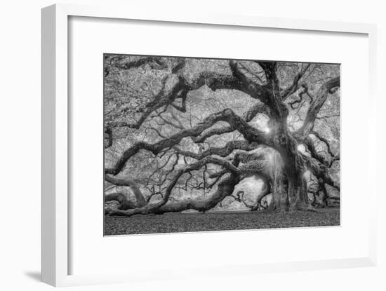 Tree of Light BW FL-Moises Levy-Framed Photographic Print