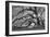 Tree of Light BW FL-Moises Levy-Framed Photographic Print