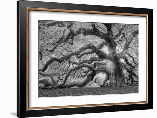 Tree of Light BW FL-Moises Levy-Framed Photographic Print