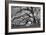 Tree of Light BW FL-Moises Levy-Framed Photographic Print