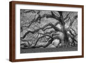 Tree of Light BW FL-Moises Levy-Framed Photographic Print