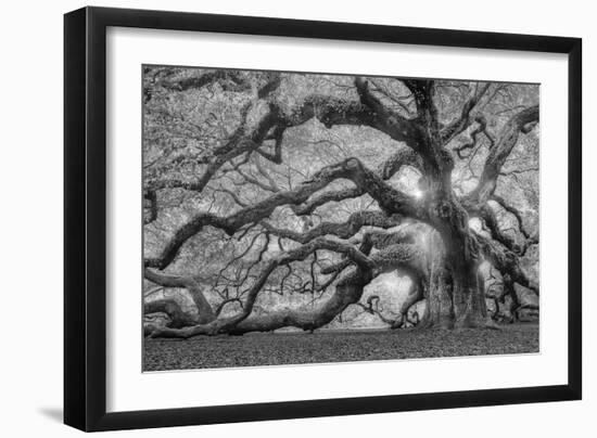 Tree of Light BW FL-Moises Levy-Framed Photographic Print