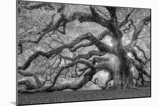 Tree of Light BW FL-Moises Levy-Mounted Photographic Print