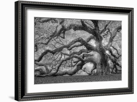 Tree of Light BW FL-Moises Levy-Framed Photographic Print