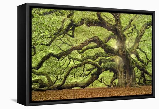 Tree of Light Color FL-Moises Levy-Framed Premier Image Canvas