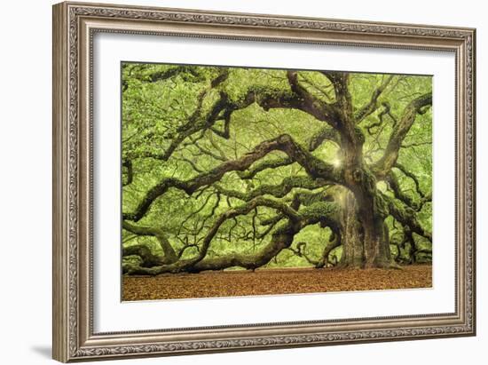 Tree of Light Color FL-Moises Levy-Framed Photographic Print