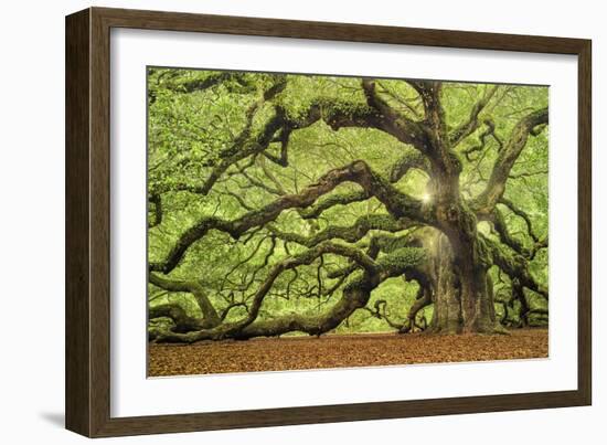 Tree of Light Color FL-Moises Levy-Framed Photographic Print