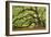 Tree of Light Color FL-Moises Levy-Framed Photographic Print