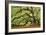 Tree of Light Color FL-Moises Levy-Framed Photographic Print