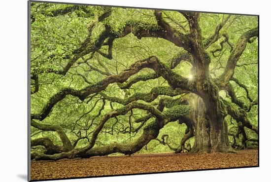 Tree of Light Color FL-Moises Levy-Mounted Photographic Print