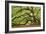 Tree of Light Color FL-Moises Levy-Framed Photographic Print