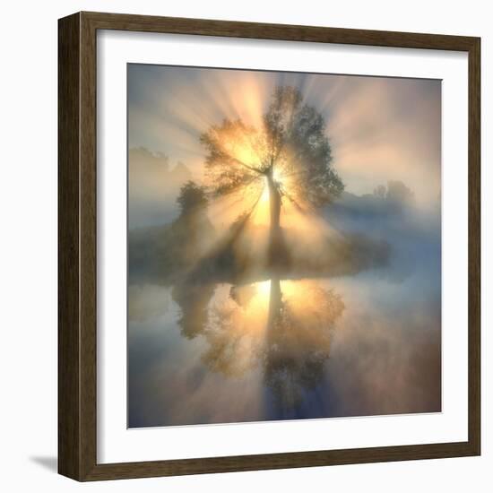 Tree of light-null-Framed Photographic Print