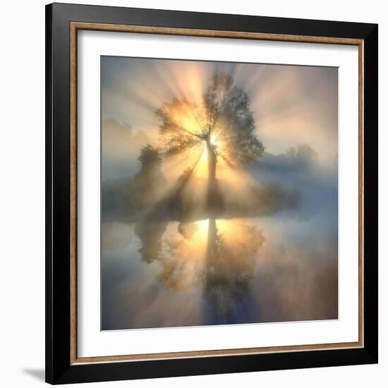 Tree of light-null-Framed Photographic Print