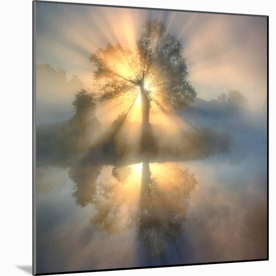Tree of light-null-Mounted Photographic Print